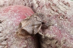 Lepyronia coleoptrata