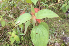 Miconia aeruginosa