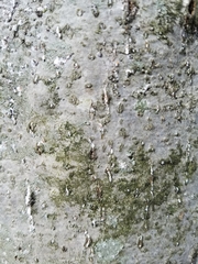 Cryptococcus fagisuga