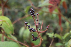 Miconia aeruginosa