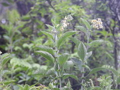 Solanum bulbocastanum
