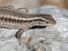 Liolaemus septentrionalis