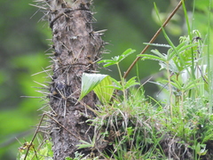 Bletia macristhmochila