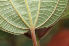 Miconia aeruginosa