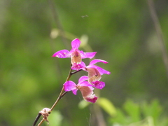 Bletia macristhmochila