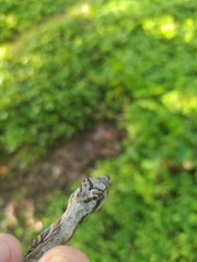 Anolis vittigerus