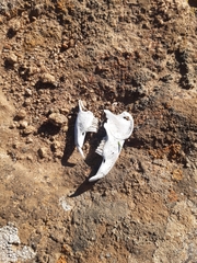 Spalacopus cyanus