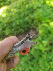 Anolis vittigerus