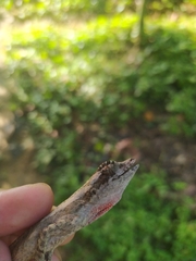 Anolis vittigerus