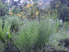 Verbesina parviflora