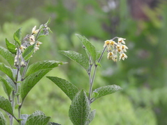 Solanum bulbocastanum