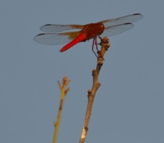 Libellula croceipennis