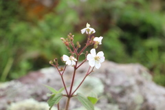 Chaetogastra ciliaris