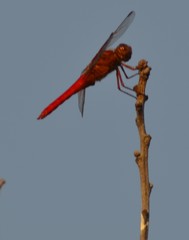Libellula croceipennis