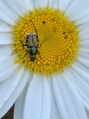 Trichiotinus affinis