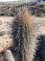 Trichocereus skottsbergii