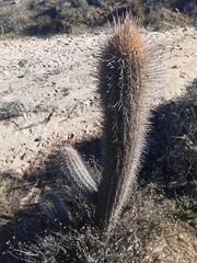 Trichocereus skottsbergii