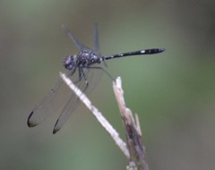 Dythemis velox