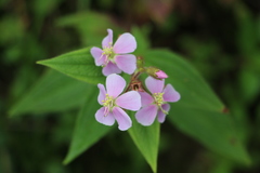 Chaetogastra gracilis