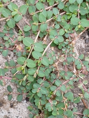Euphorbia makinoi