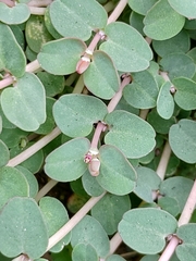 Euphorbia makinoi