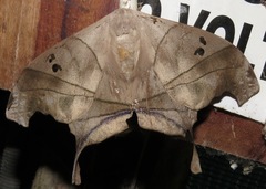 Dysdaemonia australoboreas