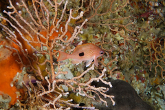 Caesioperca lepidoptera