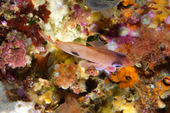 Caesioperca lepidoptera