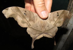 Dysdaemonia australoboreas