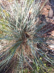 Lomandra glauca