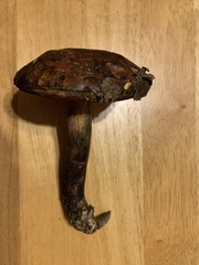 Boletus vermiculosus
