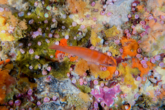 Pseudolabrus luculentus