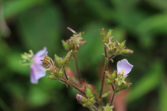 Chaetogastra gracilis