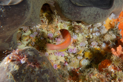 Pseudolabrus luculentus