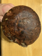 Boletus vermiculosus