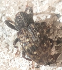Apteromechus ferratus