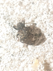 Apteromechus ferratus