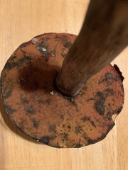 Boletus vermiculosus