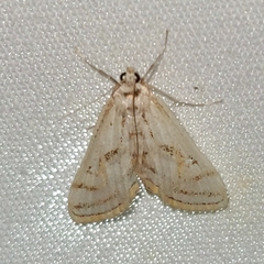 Parapoynx badiusalis