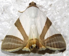 Eulepidotis rectimargo