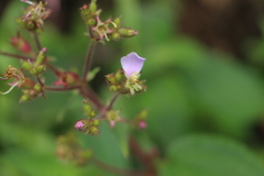 Chaetogastra gracilis