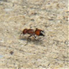 Dasymutilla creon