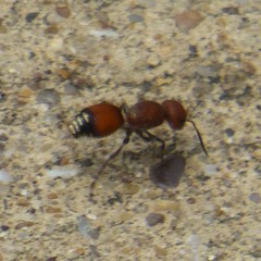 Dasymutilla creon