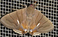 Eulepidotis consequens