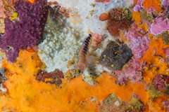 Notoclinops caerulepunctus