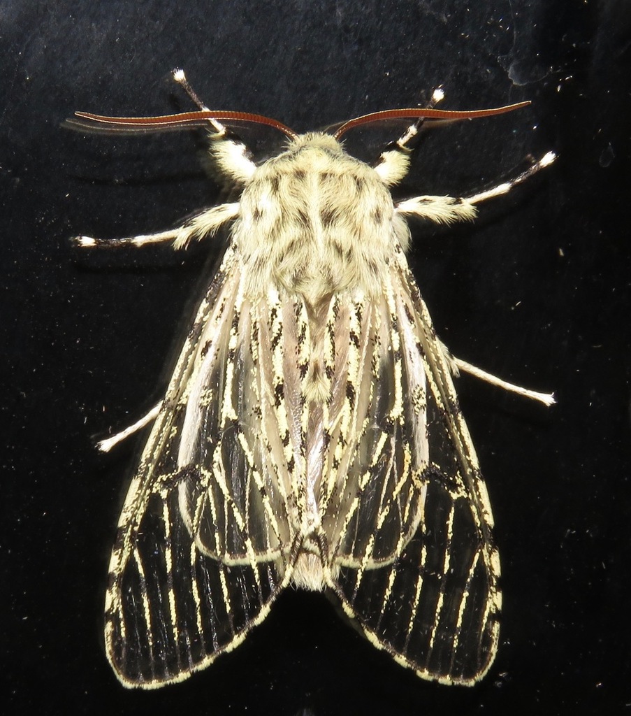 Gaujonia