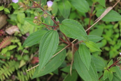 Chaetogastra gracilis