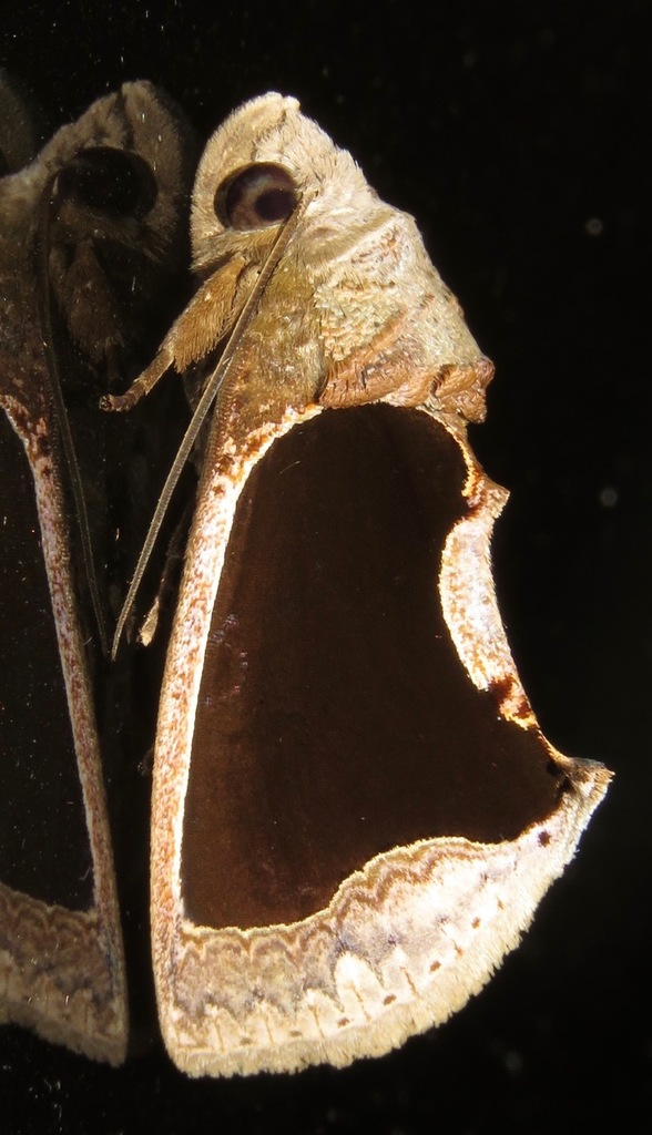 Gonodonta ledia