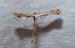 Stenoptilodes brevipennis