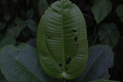 Meriania macrophylla